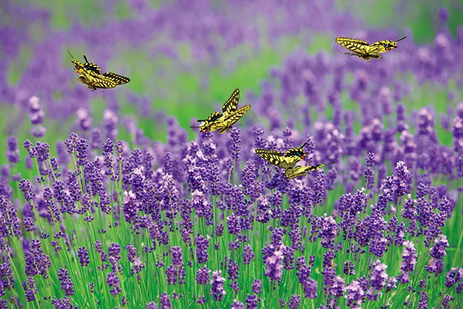 春ブレンド「蝶波」200g