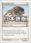 �����ۥ��Х�ʡ��饤����/Savannah Lions[��R]��8E�ġ�