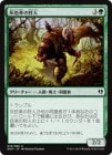 �����۳����פμ���/Graypelt Hunter[��C]��DDP��