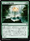 �����ۥ���ˤο�¡��õ��/Khalni Heart Expedition[��C]��DDP��