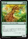 SALE۱γ/Cloudcrown Oak[C]DDS