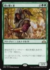 �����۽ä��񤯼�/Beast Whisperer[��R]��GRN��