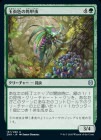 �����۶���γѹ���/Iridescent Hornbeetle[��U]��ZNR��