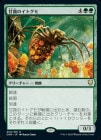 �����۴�Ϫ�Υ��ȥ���/Sweet-Gum Recluse[��R]��CMR��