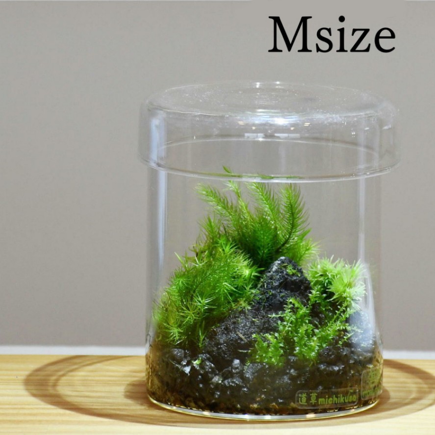 苔景シリンダー ｍサイズ 苔や水草 苔 苔テラリウム 製品 大田花き商事部 Bloemfontein