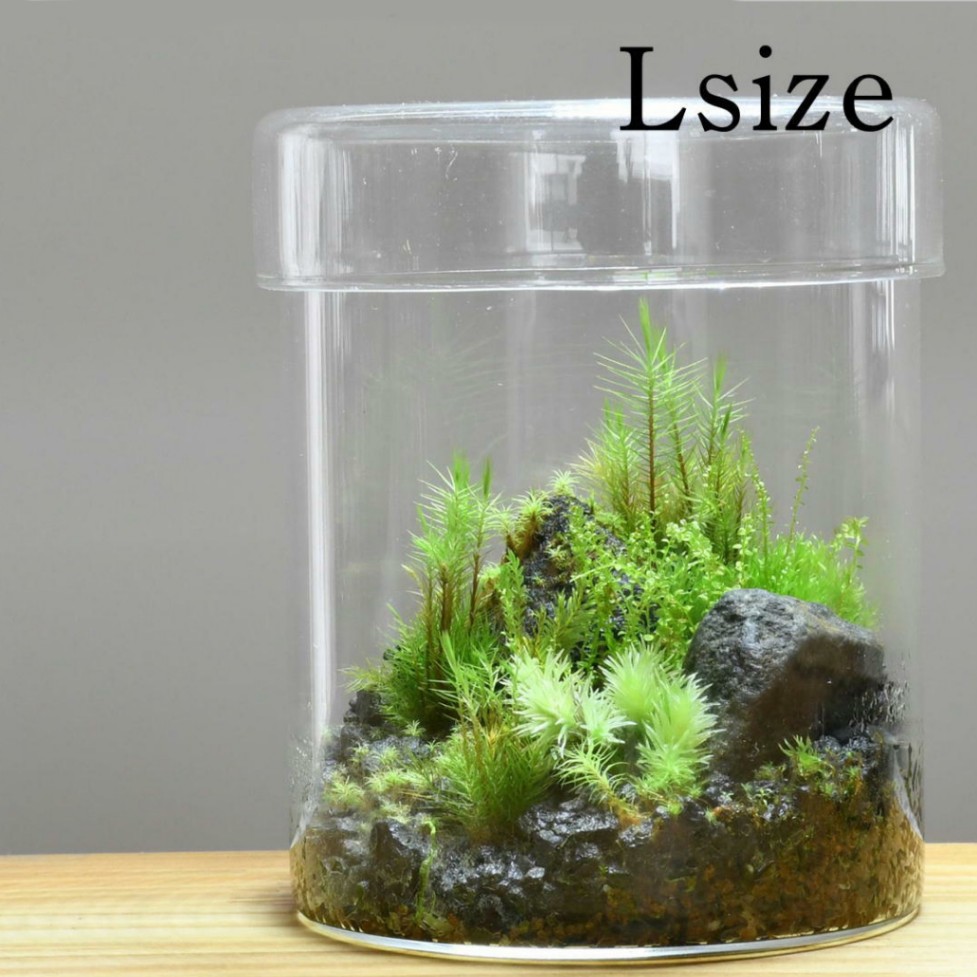 苔景シリンダー ｌサイズ 苔や水草 苔 苔テラリウム 製品 大田花き商事部 Bloemfontein