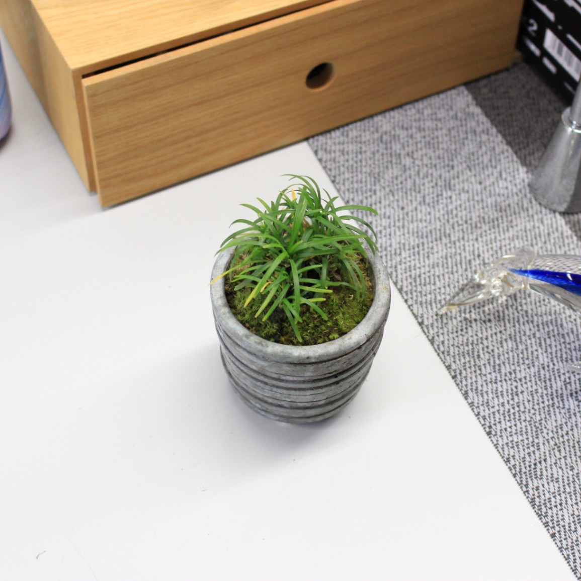 23 姫竜の髭 Ptmdコラボ 苔や水草 苔 苔ミニ盆栽 21年12月 大田花き商事部 Bloemfontein