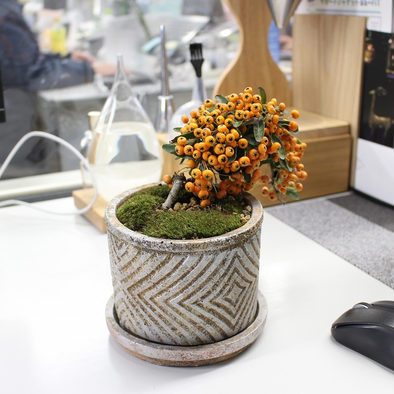 4 ピラカンサス 黄実 Ptmdコラボ 苔や水草 苔 苔ミニ盆栽 22年01月 大田花き商事部 Bloemfontein