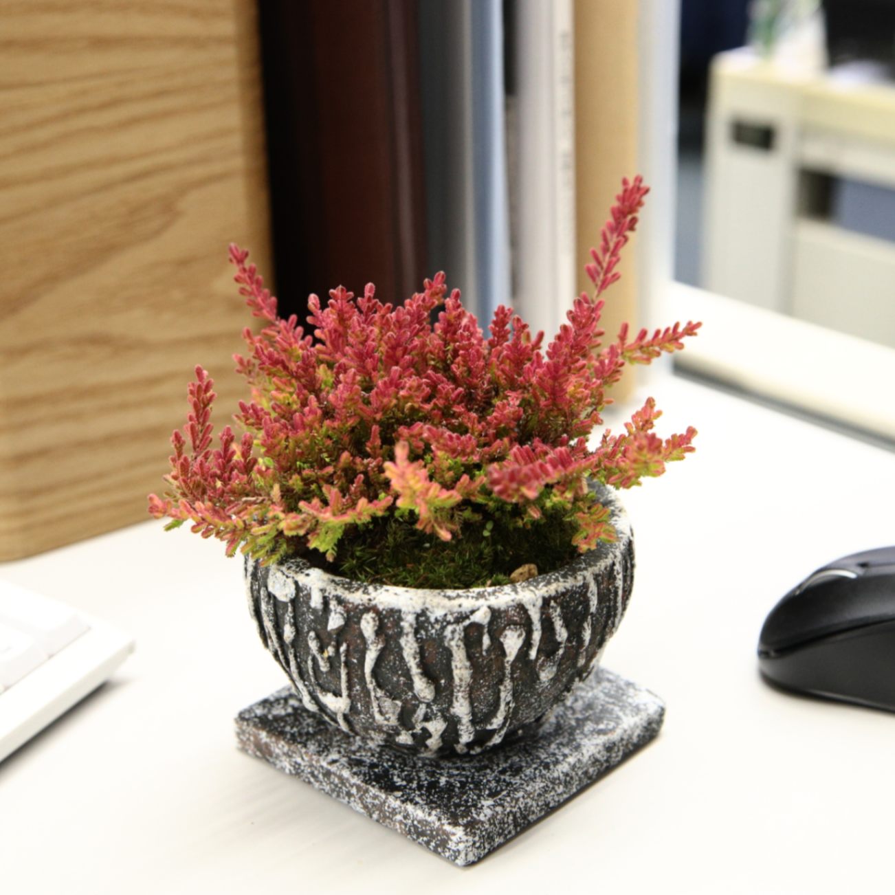 8 カルーナブルガリス Ptmdコラボ 苔や水草 苔 苔ミニ盆栽 22年02月 大田花き商事部 Bloemfontein