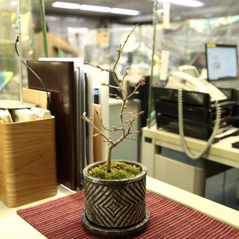 6.土佐水木【PTMDコラボ】|苔|苔や水草