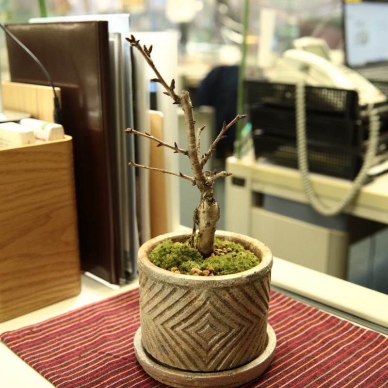 7.一才桜旭山【PTMDコラボ】|苔|苔や水草