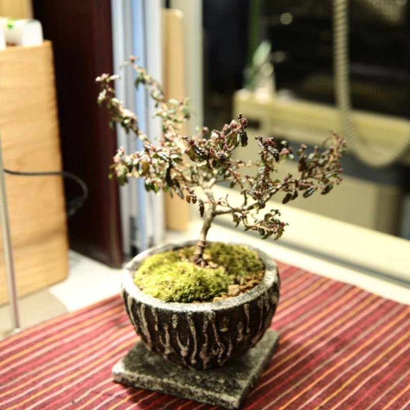 14.天皇梅【PTMDコラボ】|苔|苔や水草