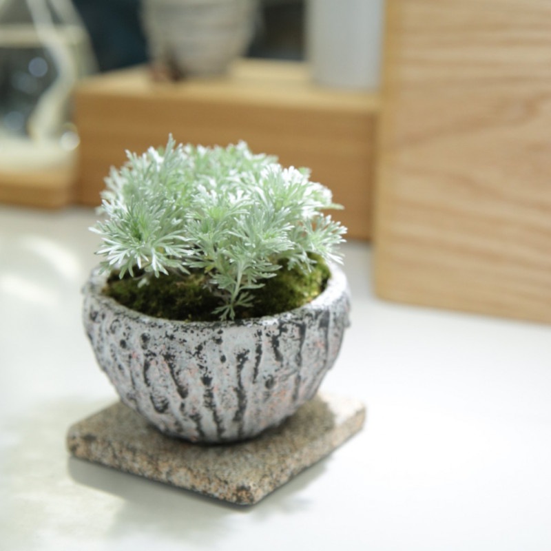 13.朝霧草【PTMDコラボ】|苔|苔や水草