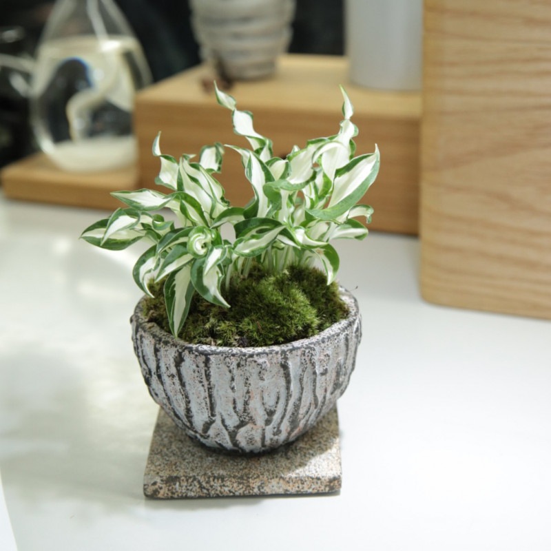 18.斑入ギボウシ【PTMDコラボ】|苔|苔や水草