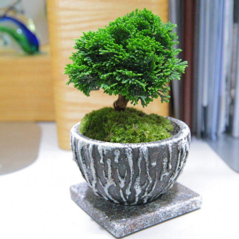 6.チャボチャボ桧【PTMDコラボ】|苔|苔や水草