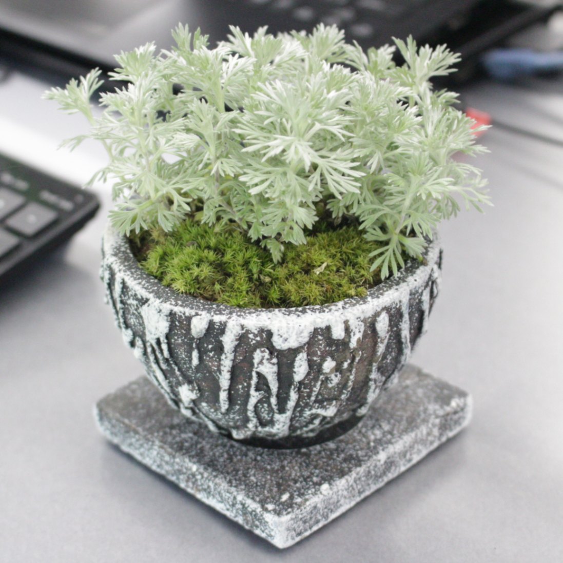 11 朝霧草 Ptmdコラボ 苔や水草 苔 苔ミニ盆栽 大田花き商事部 Bloemfontein