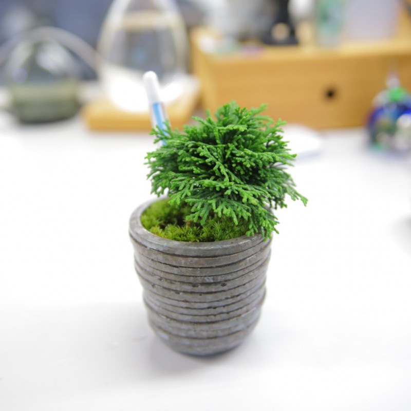 13.連山桧【PTMDコラボ】|苔|苔や水草