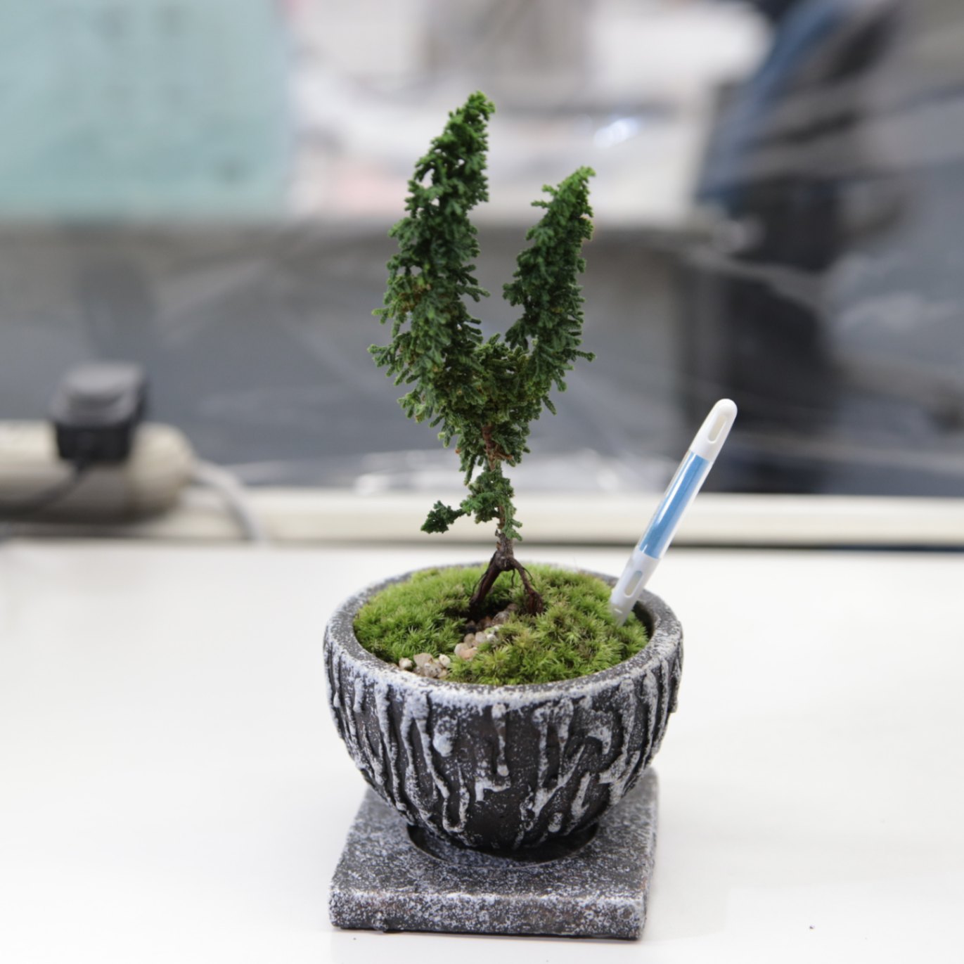 樹高12㎝ 石化ヒノキ 檜 小品盆栽 真柏 黒松 五葉松 楓 桜 梅 株）一樹