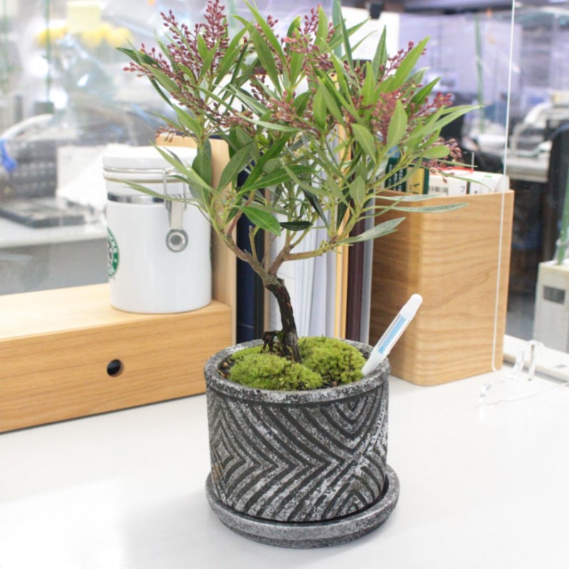 1.琉球馬酔木【PTMDコラボ】|苔|苔や水草