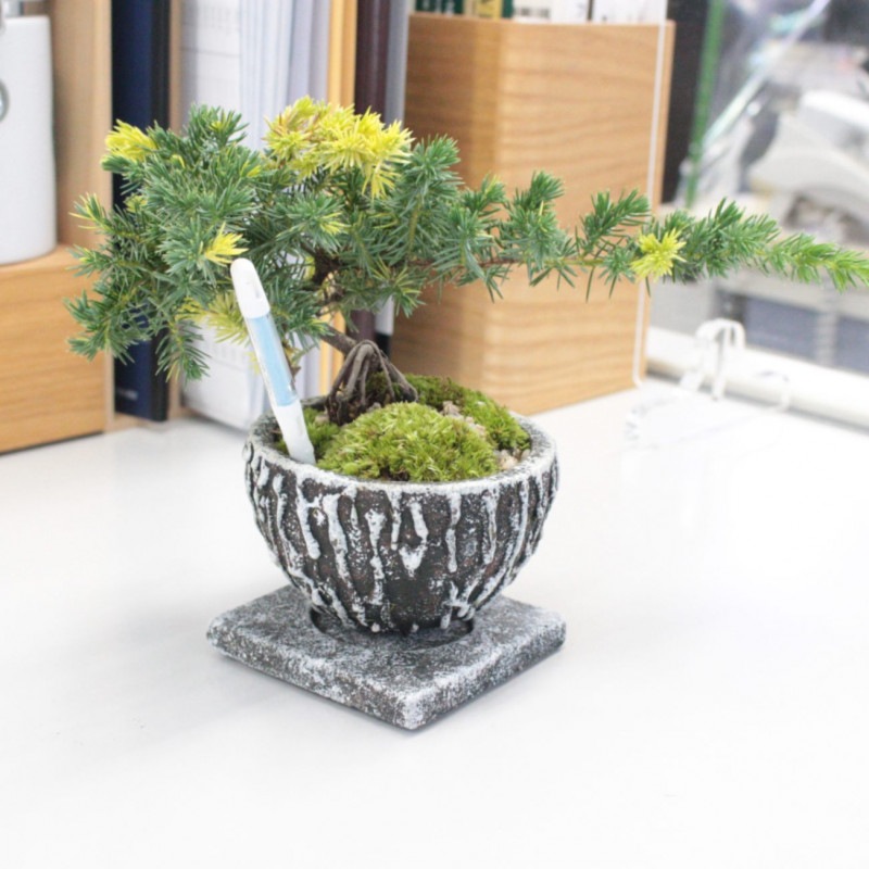 5.黄の司杜松【PTMDコラボ】|苔|苔や水草