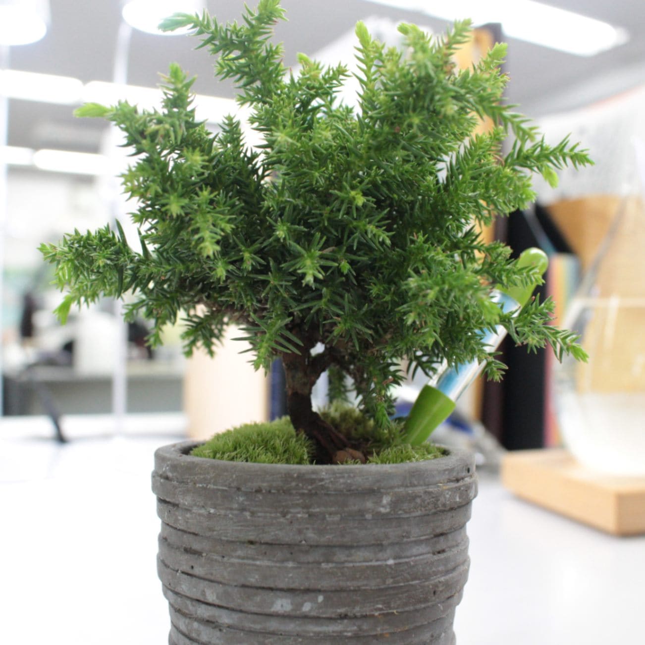 大品八房杉盆栽 【公式通販】