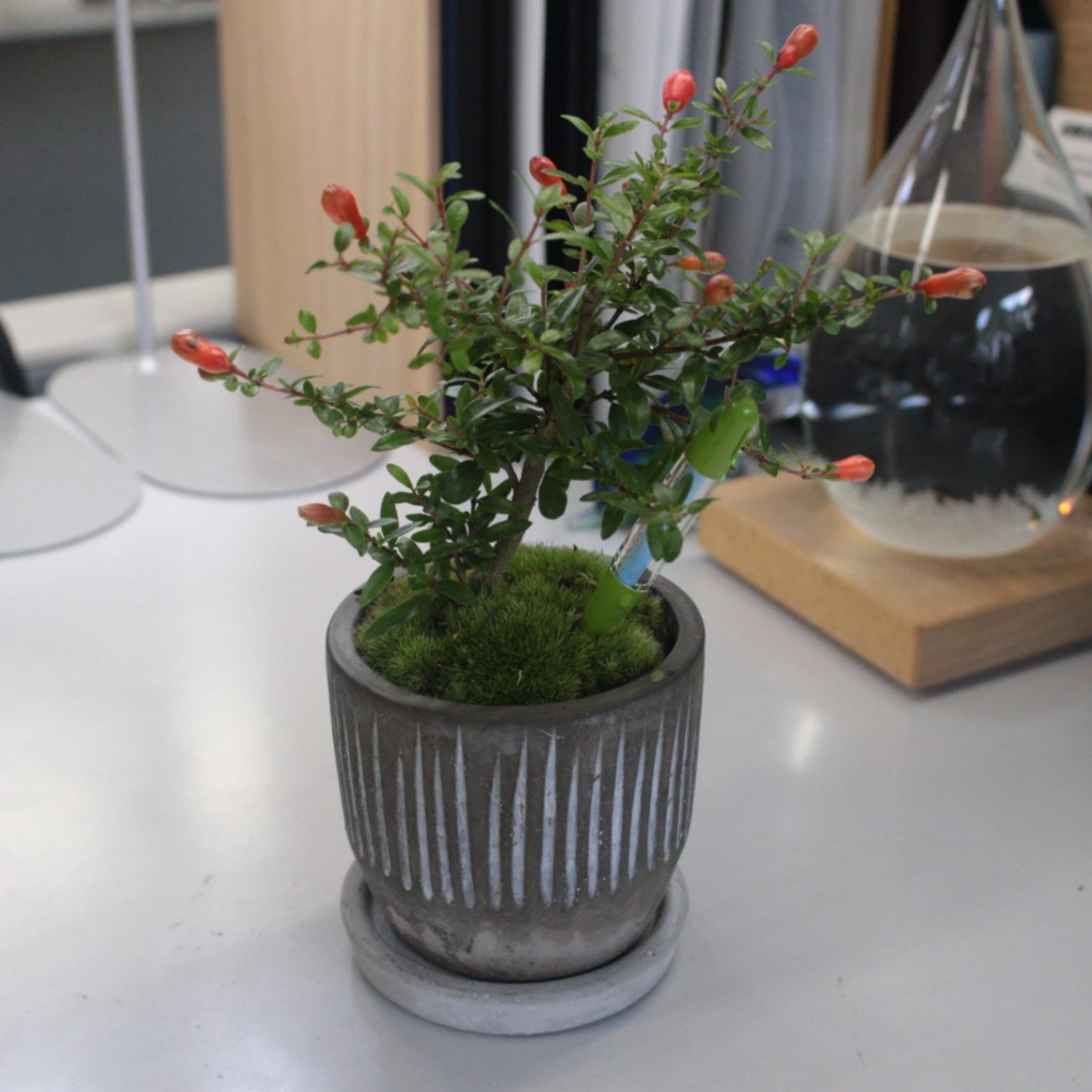 八角鉢 八角皿 九谷 花草 草花 果実 ザクロ 2枚 【公式通販】