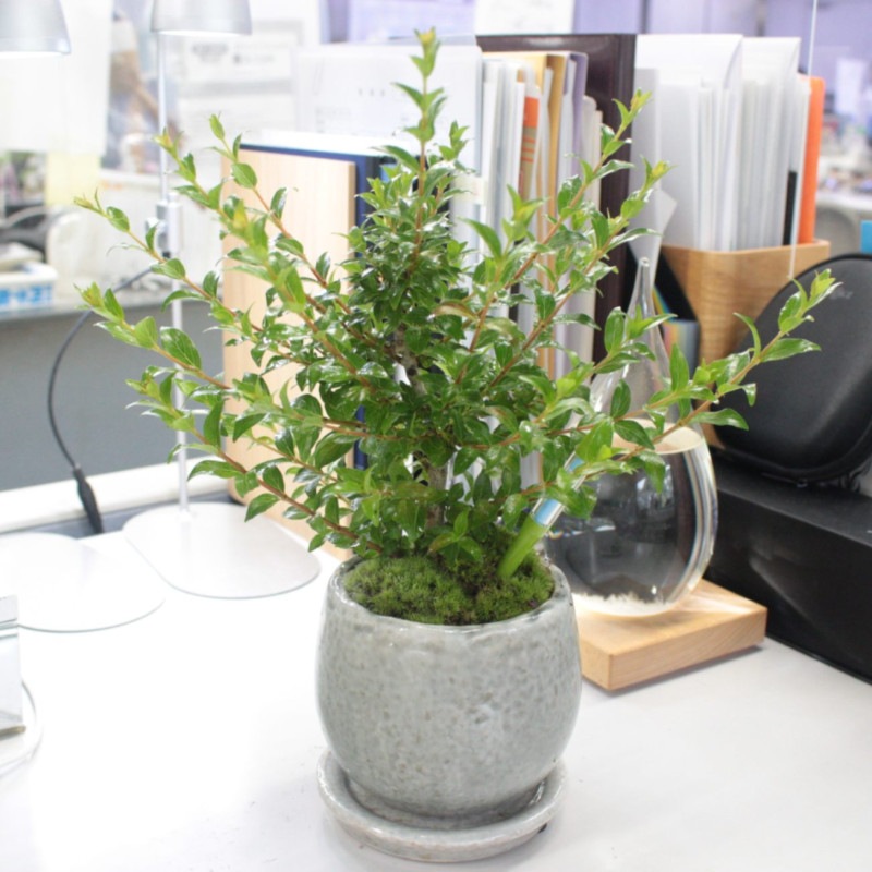 1.タニワタリの木|苔|苔や水草