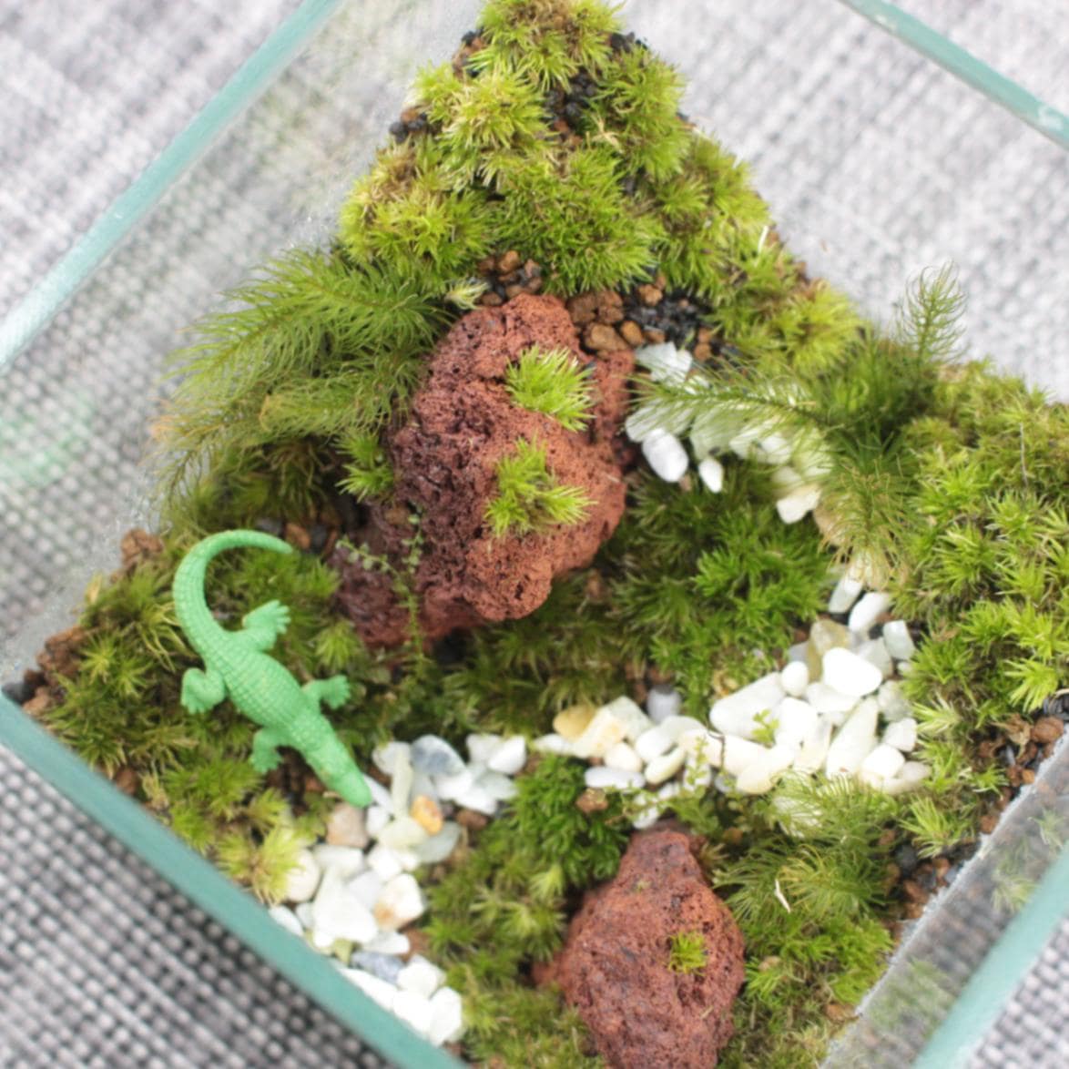 teru3様専用 コケ各種5パレット 【公式通販】