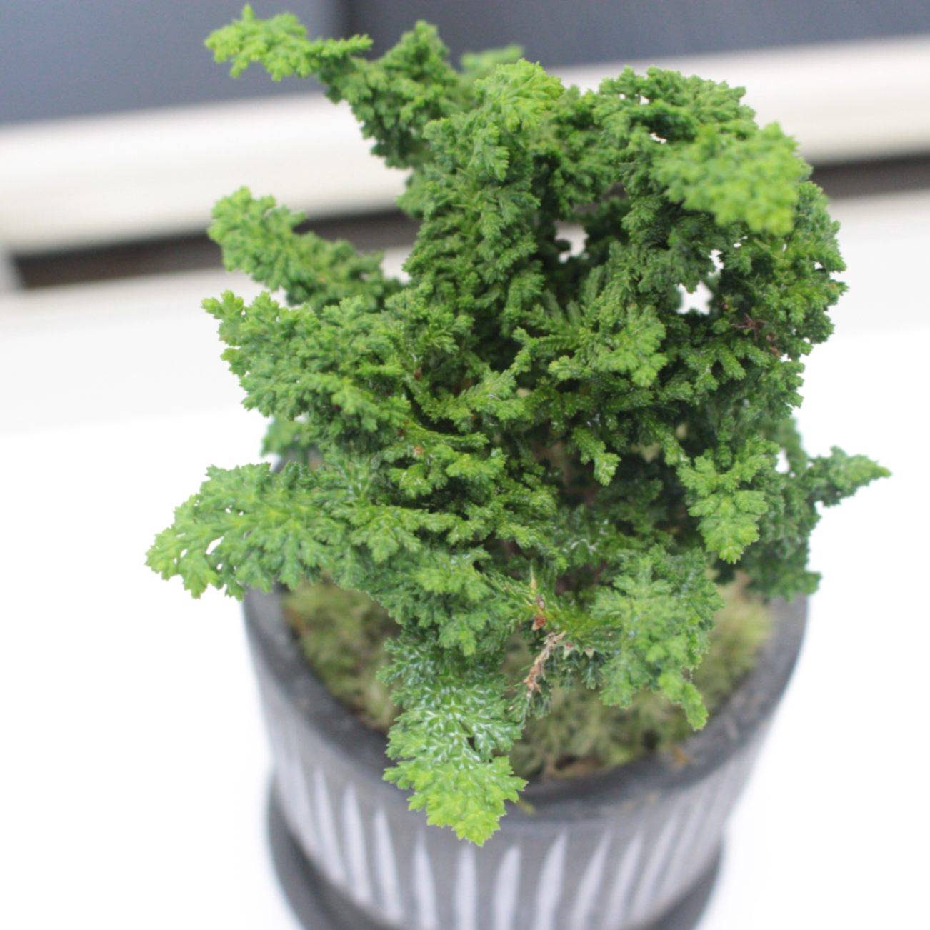 イワヒバ1年苗 50株(抜き苗) [岩ヒバ 岩檜葉 岩松 盆栽] イワヒバ1年苗 50株(抜き苗) [岩ヒバ 岩檜葉 岩松 盆栽] Amazon.co.