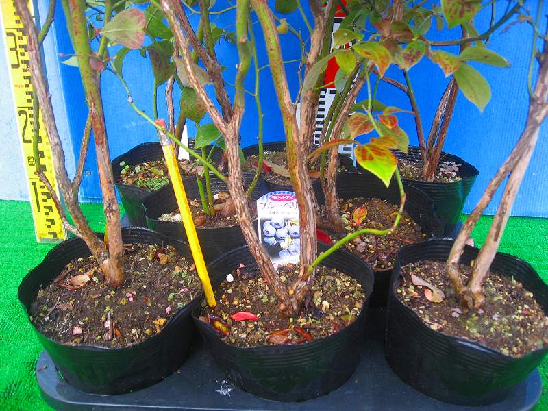 ブルーベリー【多品種接ぎ木苗】作り用台木苗 | □栽培キット