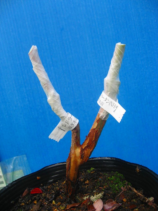 ブルーベリー【多品種接ぎ木苗】作り用台木苗 | □栽培キット