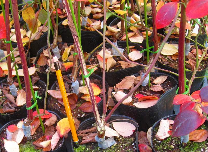 はやpapa様専用】ブルーベリー接木苗 4本セット ブルーベリー【接ぎ木