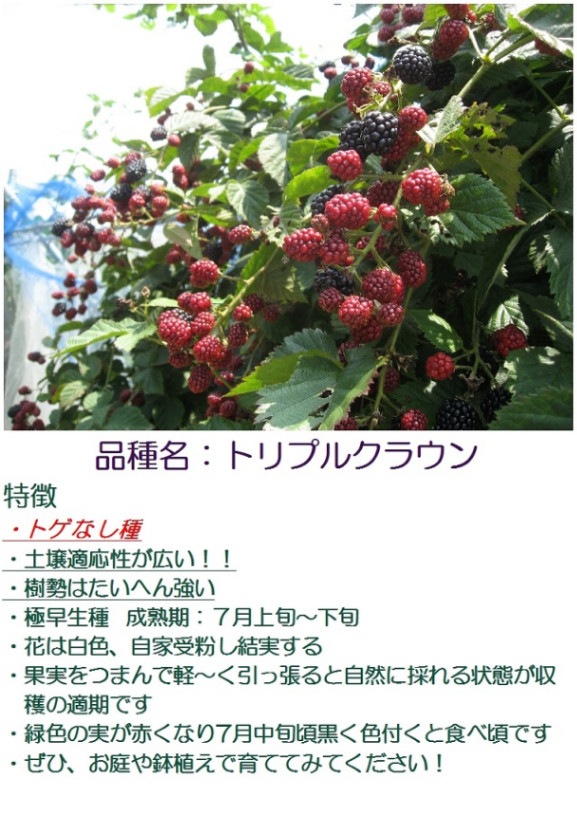 実付きブラックベリー《トリプルクラウン》大苗10号鉢 | □ブラック