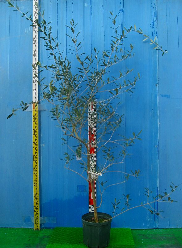 ネバディロブランコ Lサイズ 約160cm K-30 オリーブの木 - 株式会社鶴亀園