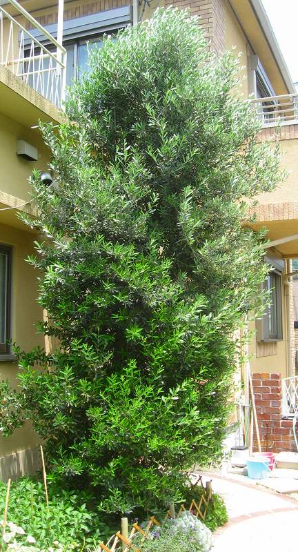 【現品】オリーブ　ネバディロブランコ　7号　黒鉢　（2） オリーブの苗木 品種：ネバディロブランコ【果樹の苗木 7号鉢