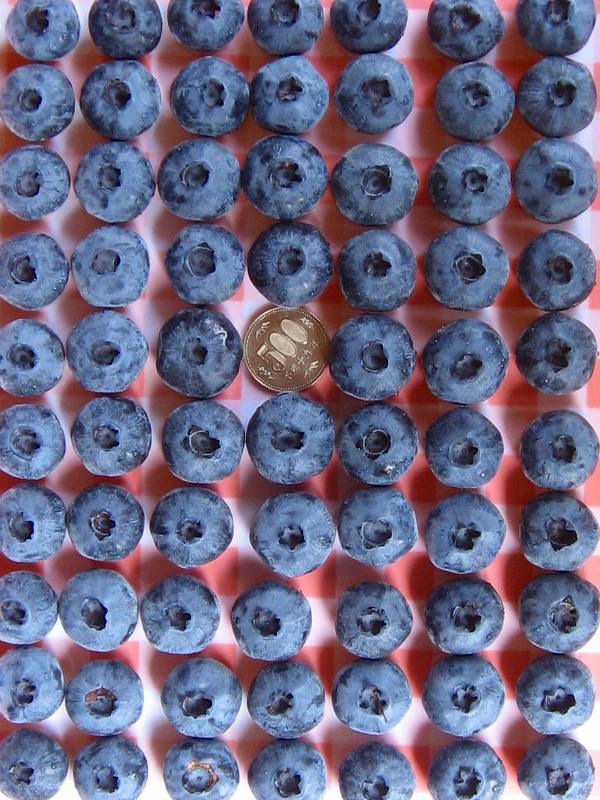 ブルーベリー苗 オニール&チャンドラー大苗2本セット ブルーベリー