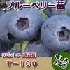 Ｔ−１００（ノビリス）　【挿し木２年生苗】　ブルーベリー苗木　ブルーベリー　苗木　挿し木