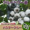 パウダーブルー　【挿し木２年生苗】　ブルーベリー苗木　ブルーベリー　苗木　挿し木