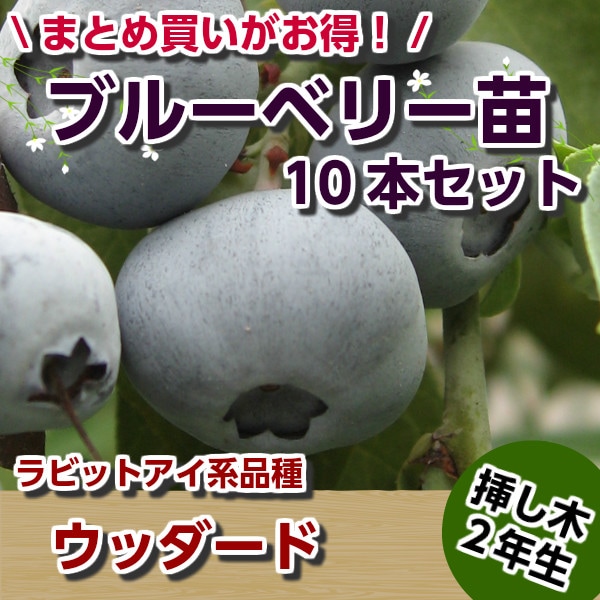 ���å����ɡ����ޤ��ڣ�ǯ���ġۡ�10�ܥ��åȡ��֥롼�٥꡼���ڡ��֥롼�٥꡼�����ڡ��ޤ���