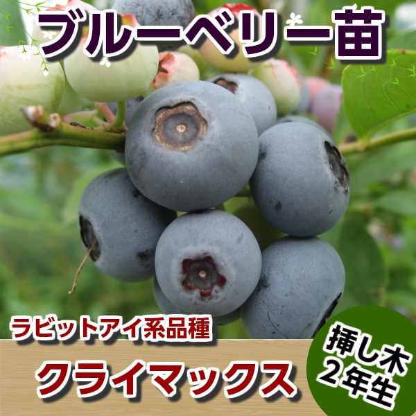 クライマックス 【挿し木2年生苗】 ブルーベリー苗木 ブルーベリー