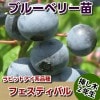フェスティバル　【挿し木２年生苗】　ブルーベリー苗木　ブルーベリー　苗木　挿し木