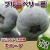 ボニータ　【挿し木２年生苗】　ブルーベリー苗木　ブルーベリー　苗木　挿し木