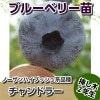 予約品（発送は11月〜）　チャンドラー　【挿し木２年生苗】　ブルーベリー苗木　ブルーベリー　苗木　挿し木