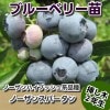 ノーザンスパータン　【挿し木２年生苗】　ブルーベリー苗木　ブルーベリー　苗木　挿し木