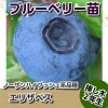 エリザベス　【挿し木２年生苗】　ブルーベリー苗木　ブルーベリー　苗木　挿し木