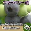 カロラインブルー　【挿し木２年生苗】　ブルーベリー苗木　ブルーベリー　苗木　挿し木