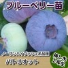 パトリオット　【挿し木２年生苗】　ブルーベリー苗木　ブルーベリー　苗木　挿し木