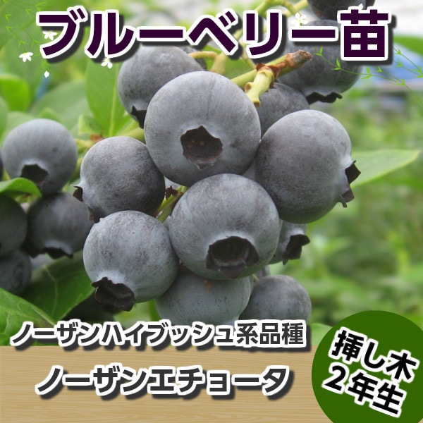 ノーザンエチョータ 【挿し木2年生苗】 ブルーベリー苗木
