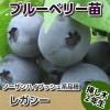 レガシー　【挿し木２年生苗】　ブルーベリー苗木　ブルーベリー　苗木　挿し木