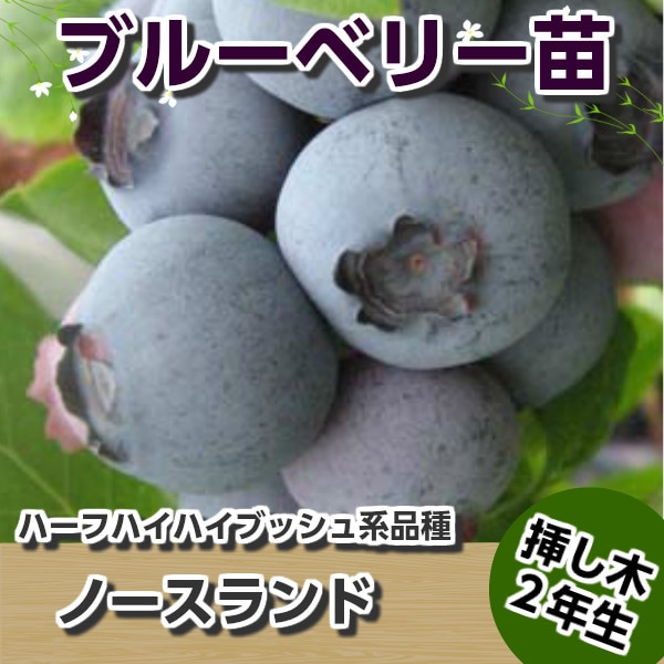 ノースランド 【挿し木2年生苗】 ブルーベリー苗木 ブルーベリー 苗木